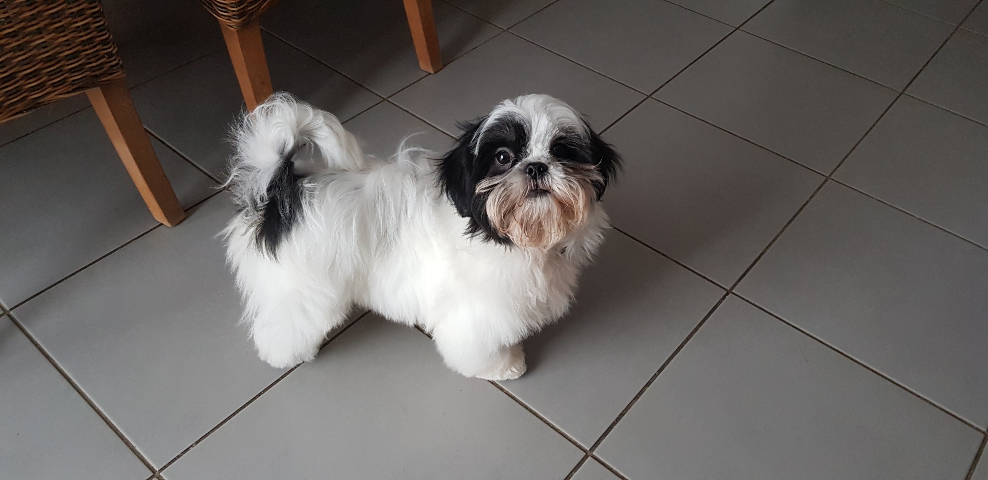 Shih tzu